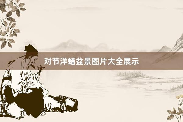 对节洋蜡盆景图片大全展示